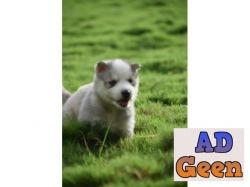 used Siberian Husky puppies available for sale for sale 